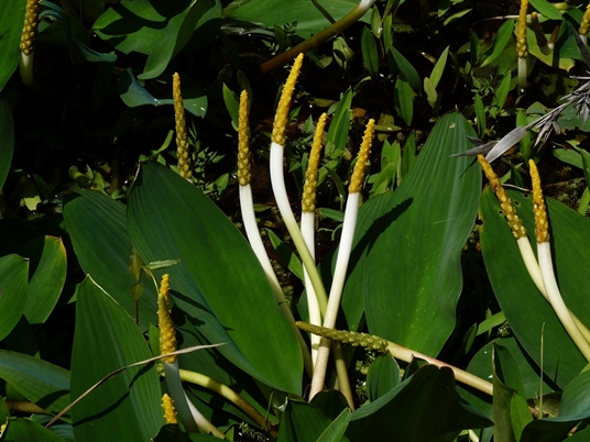 {Orontium aquaticum}